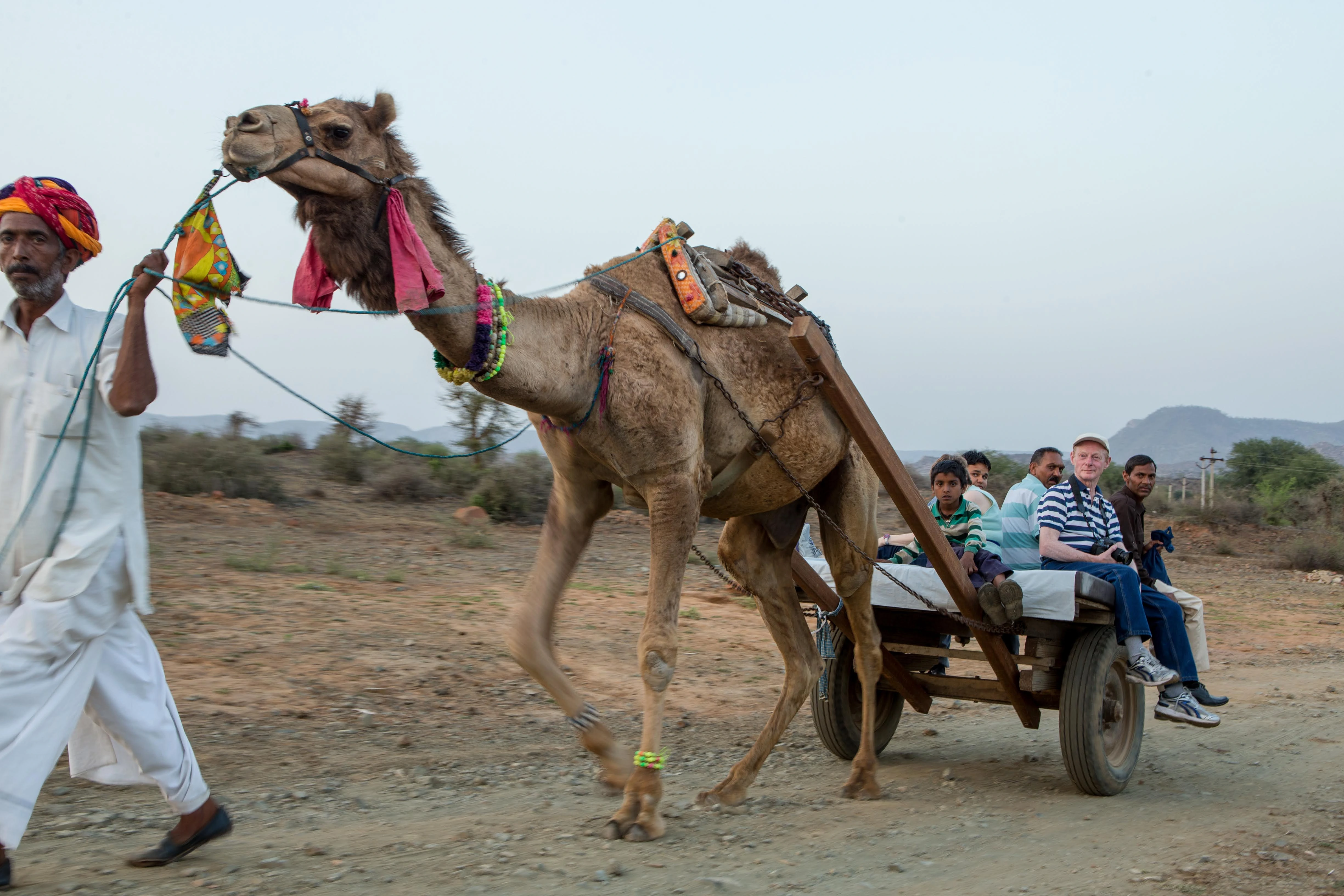 Camel Safari